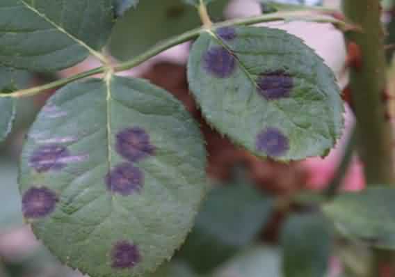 Black spot disease in Rose