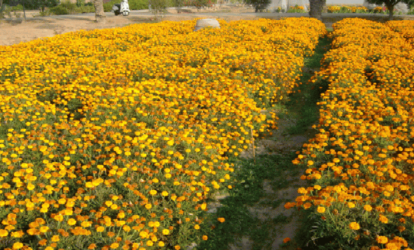 Marigold plants in full blooming stage.