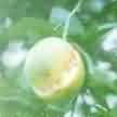 Boron deficiency symptoms on fruits of citrus.