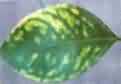Manganese deficiency symptoms on leaves