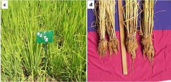 SRI plot with profuse tillering of rice cultivar Shalimar-Rice-1