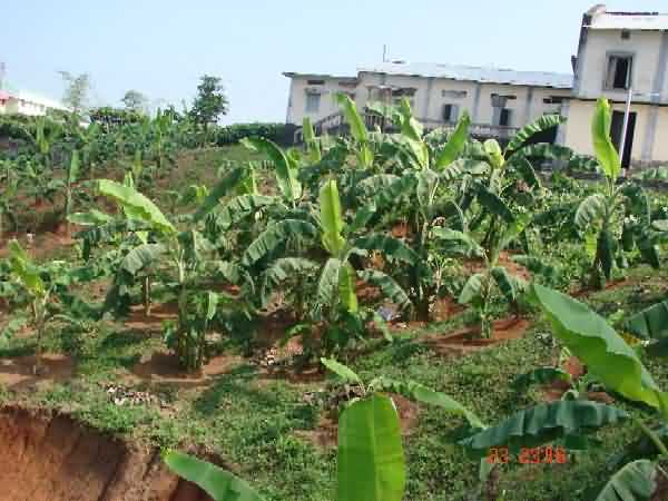 Healthy Sabri banana crop 
