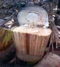 Internal symptom of panama wilt in Banana plant