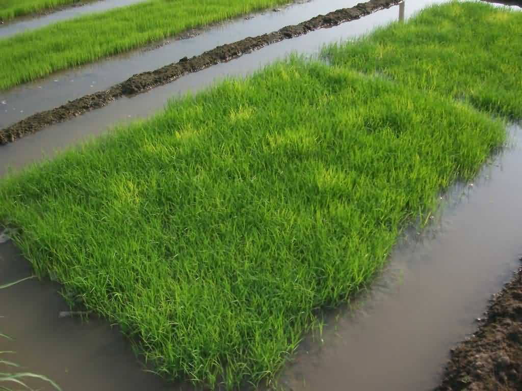The Wet Bed Nursery of Paddy