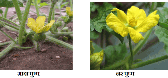 Male and female flowers of watermelon
