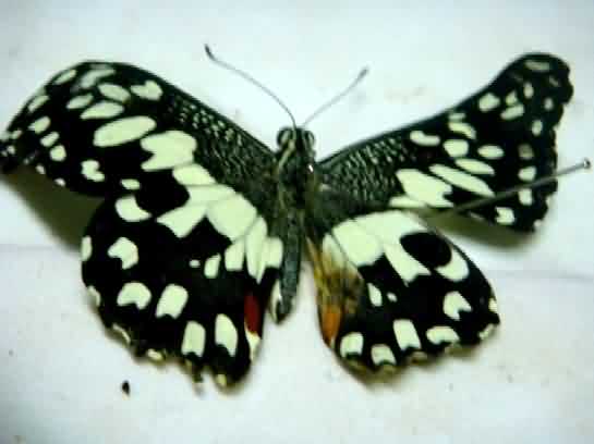 Swallowtail butterfly of Bael