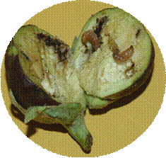 बैंगन फल के अंदर फ्रूट बोरर का लार्वा