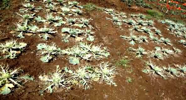 Cabbage crop completely damaged by P. brassicae