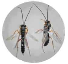 Adult female (left), male(right) of Hyposoter ebeninus