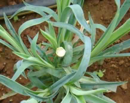 Single pinch method of Carnation crop