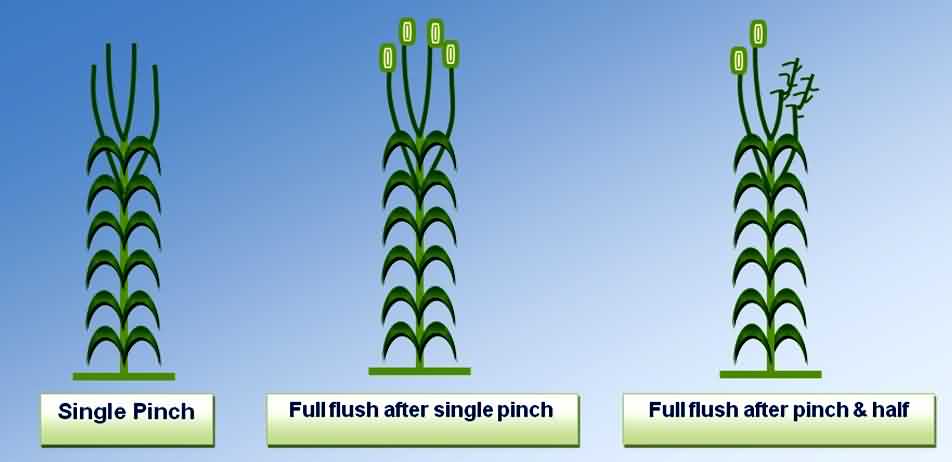 Pinching Methods of Carnation crop