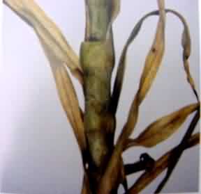 Phytopthora affected plant