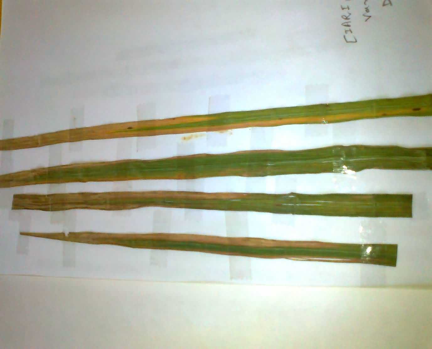 Bacterial Leaf Blight in paddy