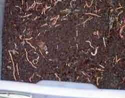  Vermicompost ready for harvesting