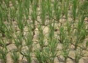 Drought affected rice field