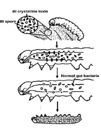 bacillus thuringiensis (bt) insecticidal genes