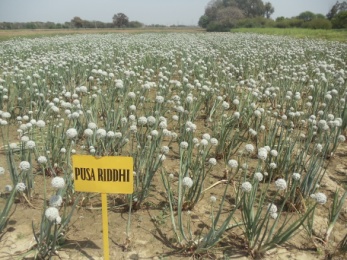 seed crop of onion variety pusa Ridhi