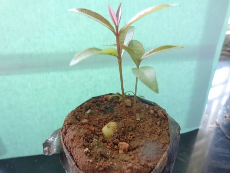Two seedlings/ seed in rose apple