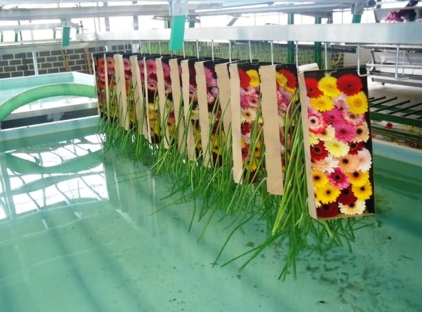 Export packaging of gerbera cut flower-Dipping of gerbera stem in water