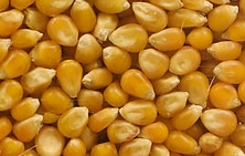 Maize grain without infestation