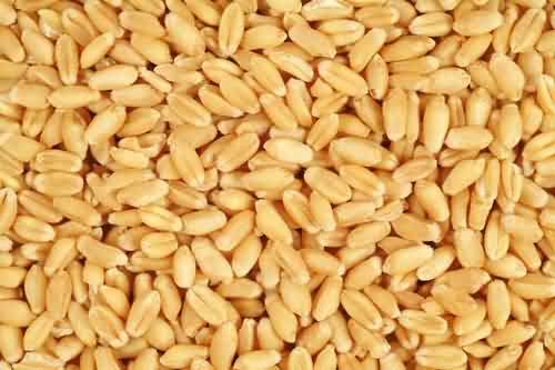 safe stored wheat grains