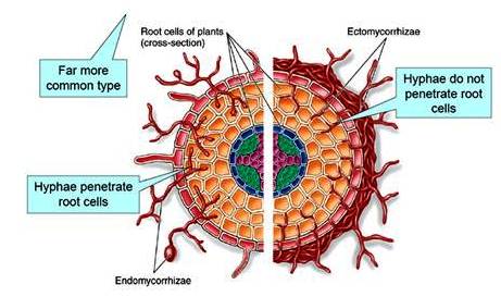 Ecto and Endo mycorrhiza