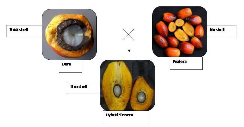 Oil palm fruit types