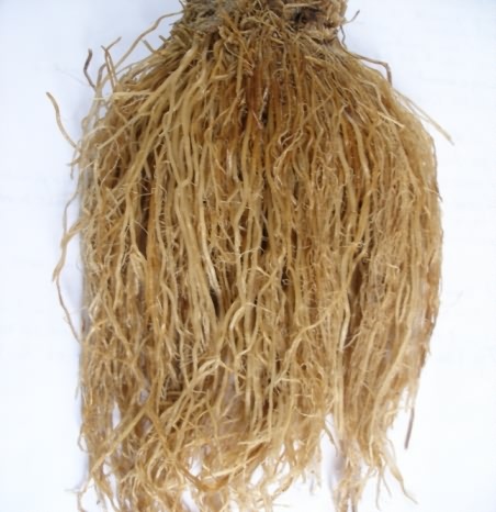 Normal roots of paddy plant