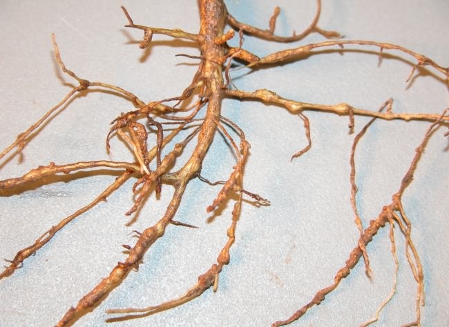 Lump on roots due to root knot nematode in cotton crop