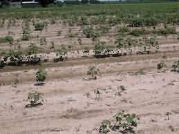 Cotton field infested with Root Knot Nematode