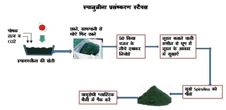 Spirulina cultivation and processing