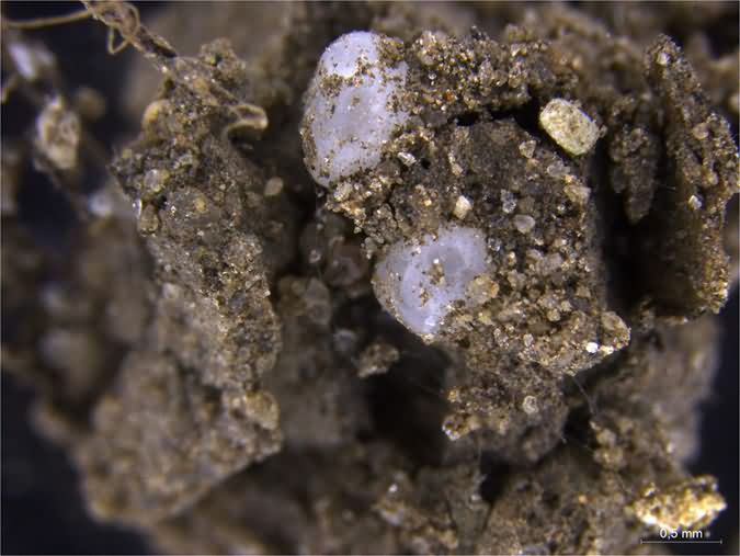 Brittle plastic shreds in soil 
