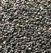 Medicinal properties of seeds of Kalanji