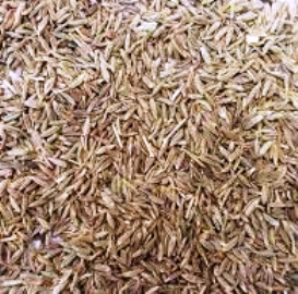 Medicinal properties of cumin seed