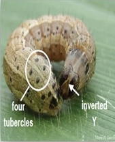 Fall armyworm: As invasive pest of maize