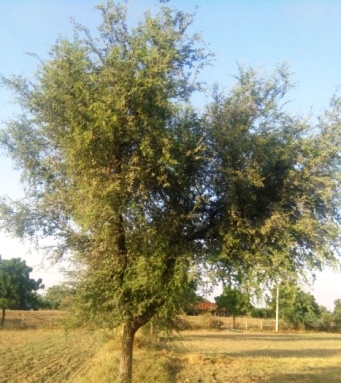 Khejri tree in Rajasthan