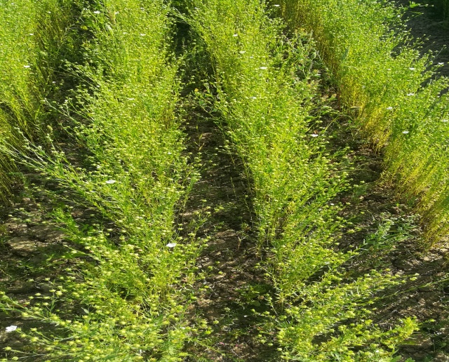 Linseed sowing