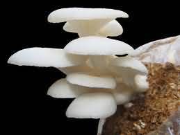 Paddystra mushroom