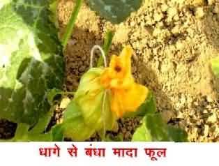 Pumpkin female flower with tag