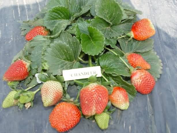 Strawberry variety Chandler