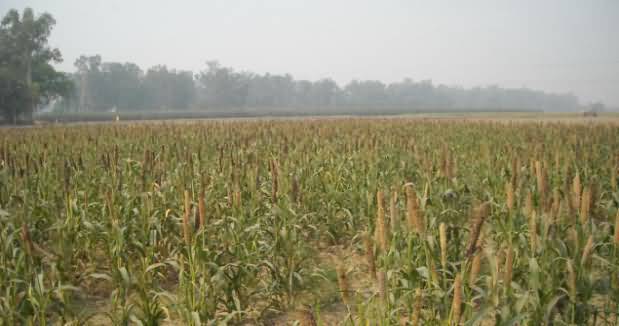 Millet crop in field 