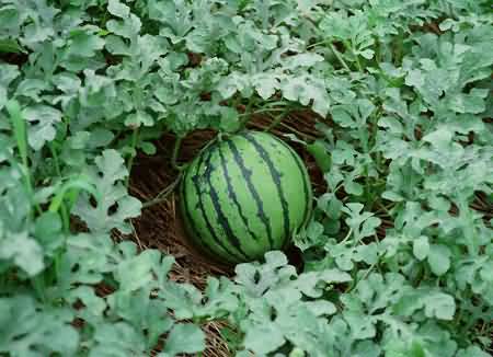 Watermelon crop