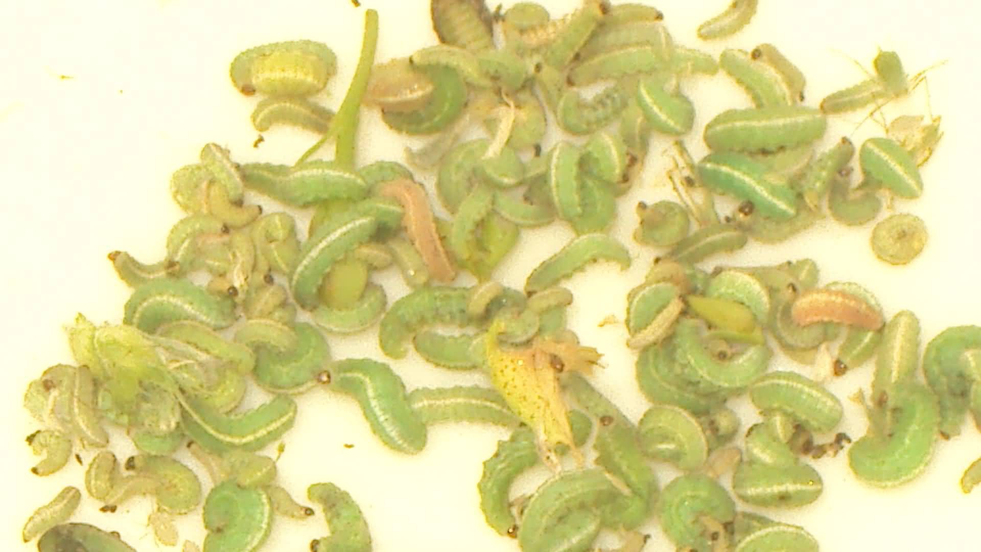 Alfalfa weevil larvae
