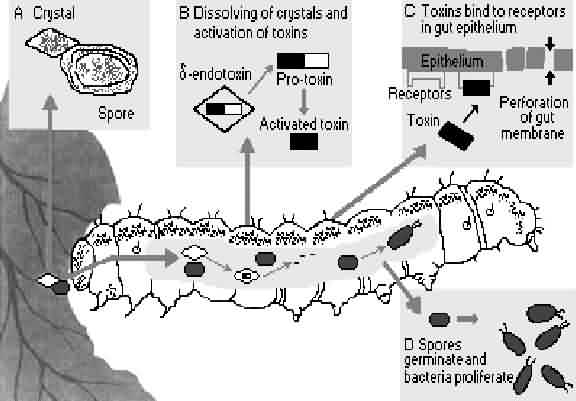 Mode of action Bacillus thuringiensis 