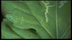 Serpentine leaf miner of castor