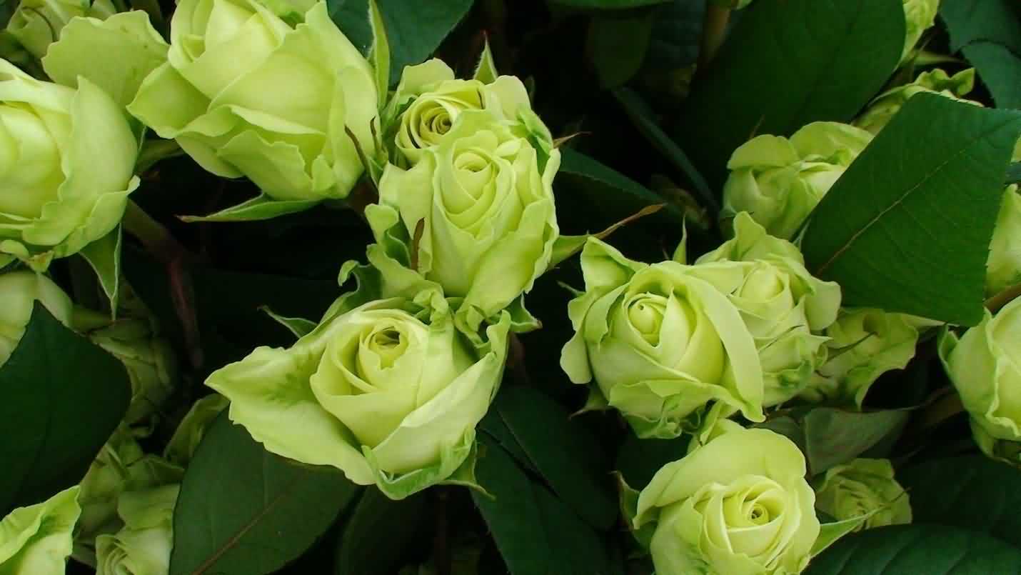 Post Harvest Handling of Cut Flowers - Krishisewa