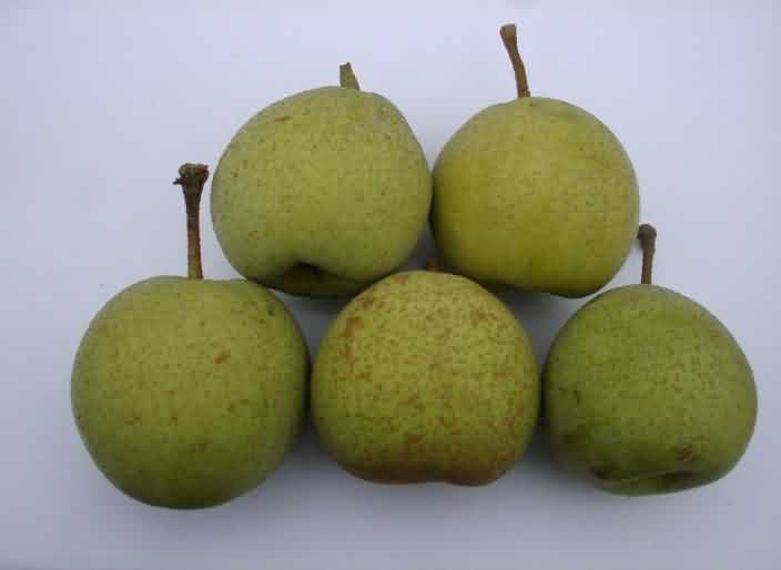 Gola cultivar of Pear