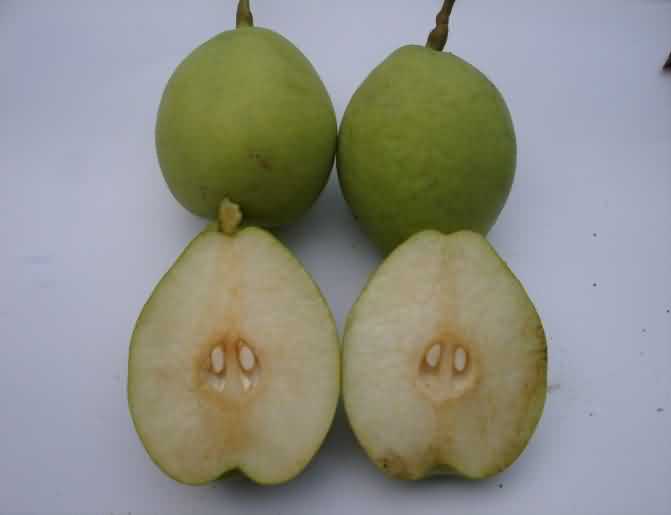 Patharnakh cultivar of Pear