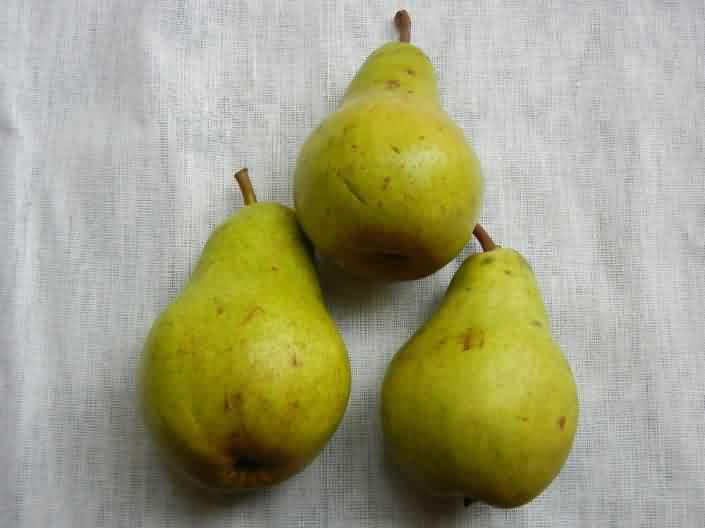 Baggugosha cultivar of Pear