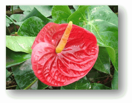 anthurium cut flower for harvest